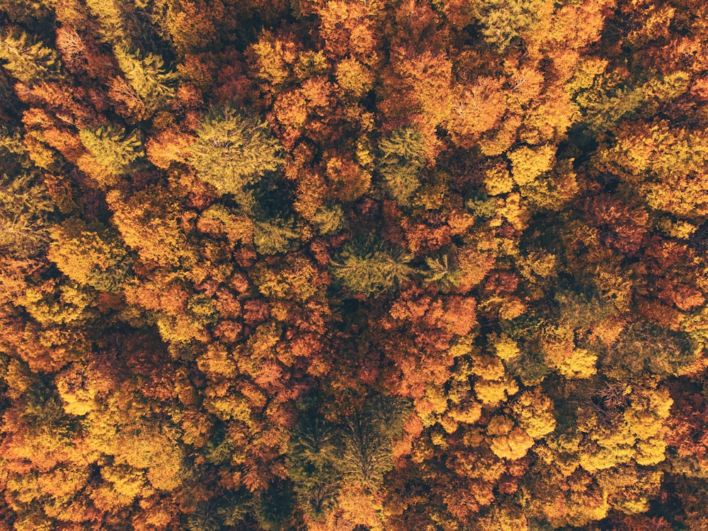Blick von oben auf einen Wald mit vielen Bäumen