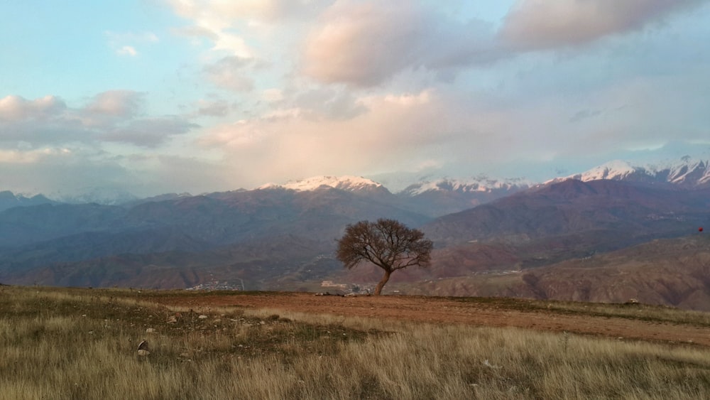 a lone tree on a hill with mountains in the background