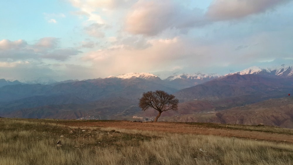 Ein einsamer Baum auf einem Hügel mit Bergen im Hintergrund