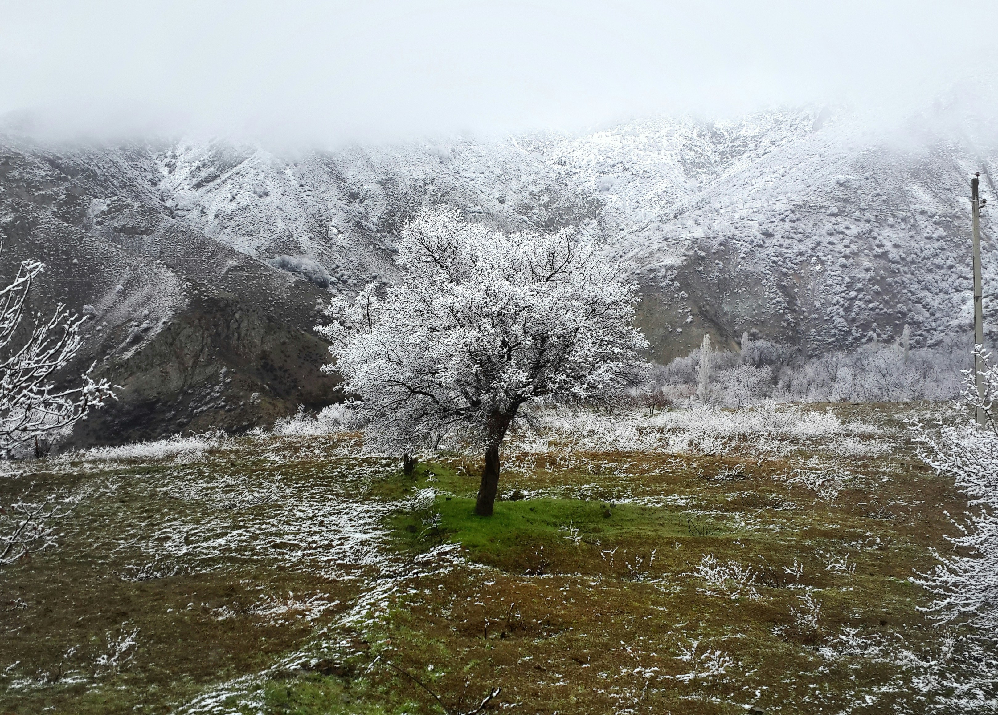 a lone tree in a snowy field with mountains in the background