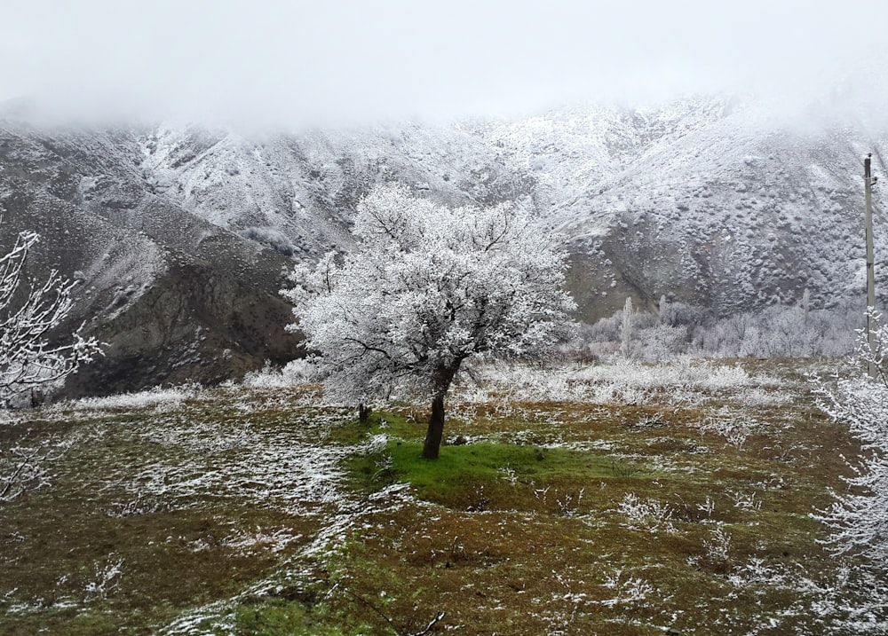 Ein einsamer Baum auf einem verschneiten Feld mit Bergen im Hintergrund
