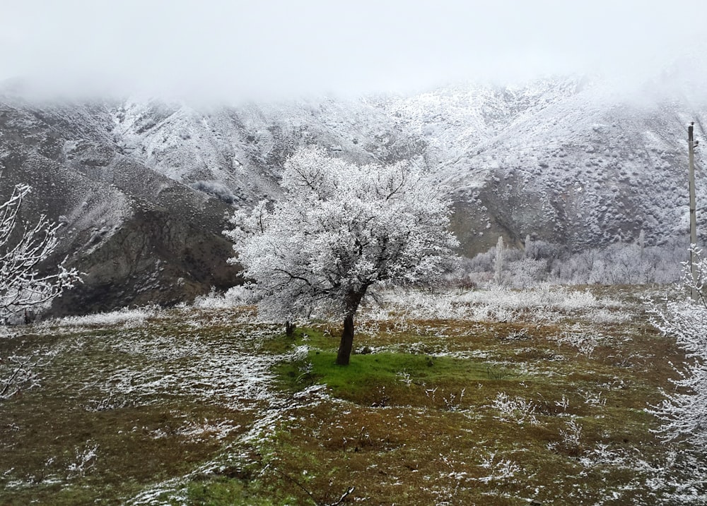 a lone tree in a snowy field with mountains in the background