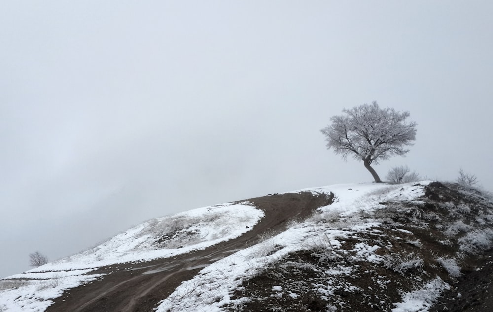 Un albero solitario seduto sulla cima di una collina coperta di neve