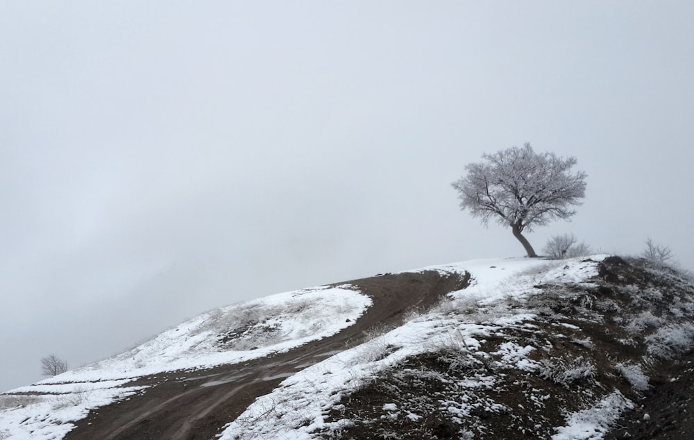 uma árvore solitária sentada no topo de uma colina coberta de neve