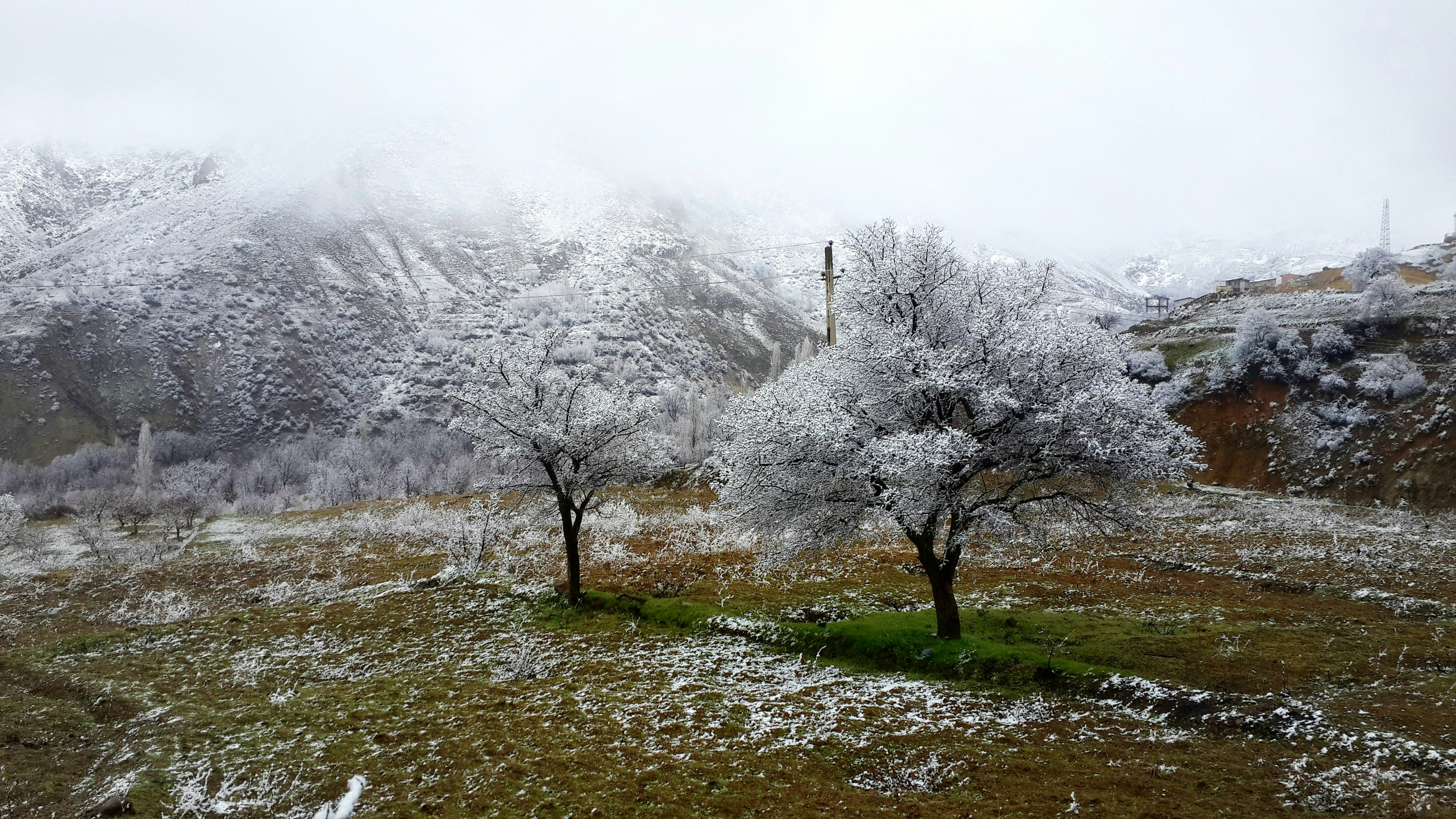 a snow covered mountain with trees in the foreground