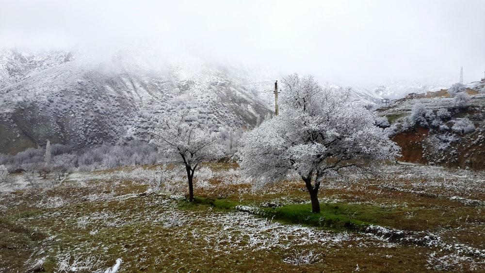 a snow covered mountain with trees in the foreground