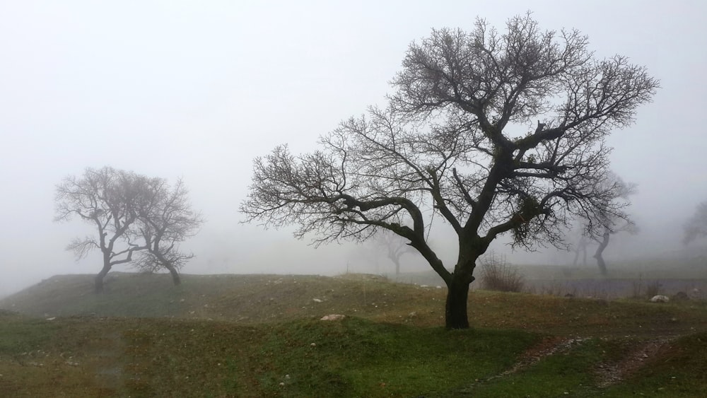 three trees on a hill in the fog