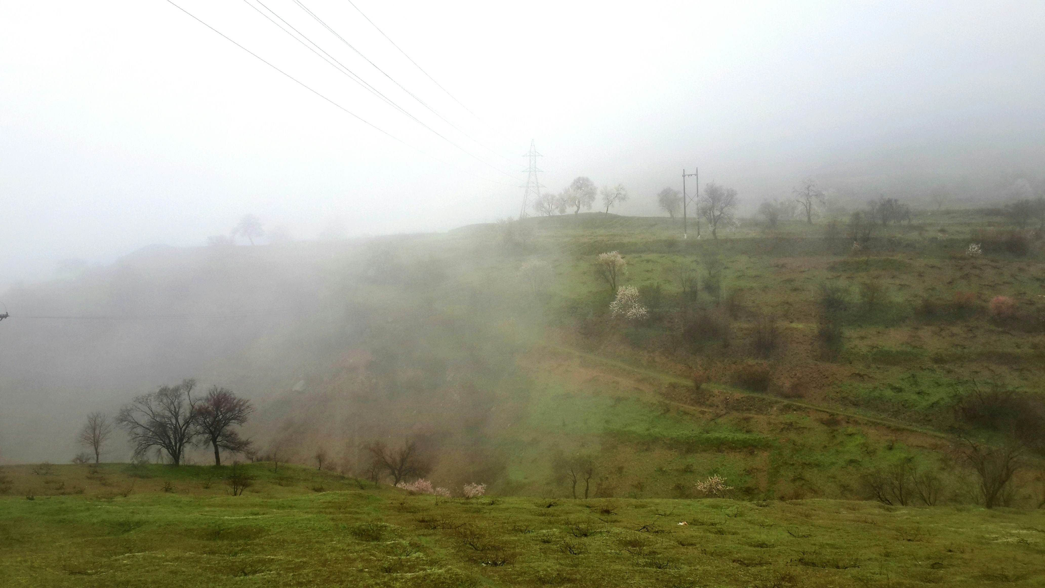 a foggy hillside with sheep grazing on the grass