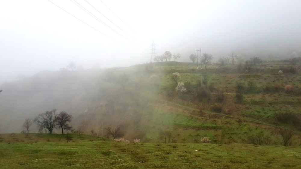 a foggy hillside with sheep grazing on the grass