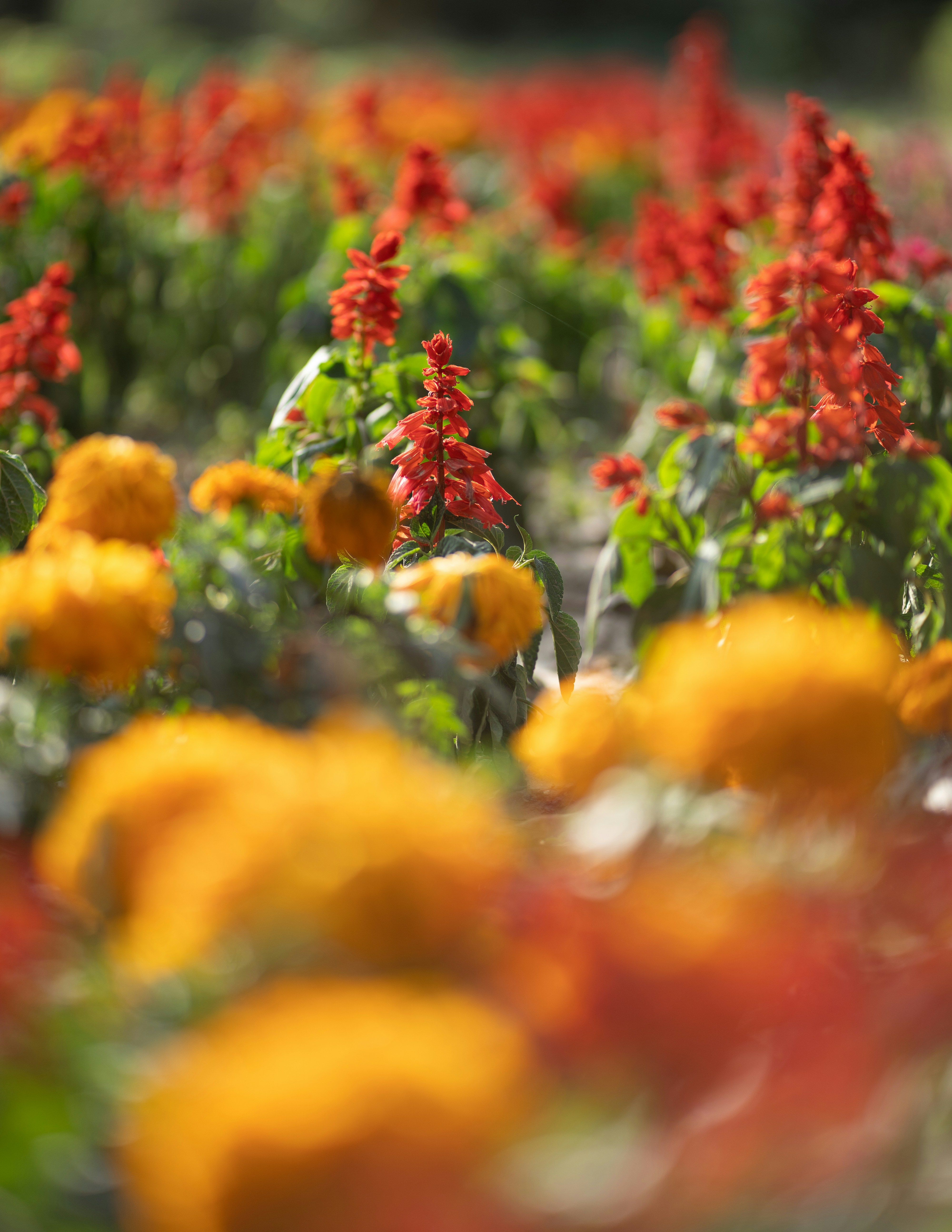 Photo by singhrupinder