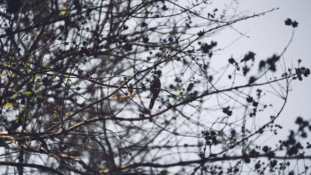 a bird sitting on a branch of a tree