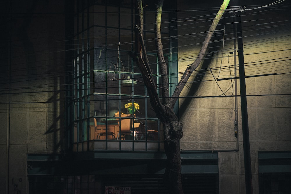 a tree in front of a building at night