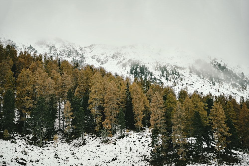 a mountain covered in snow with trees in the foreground