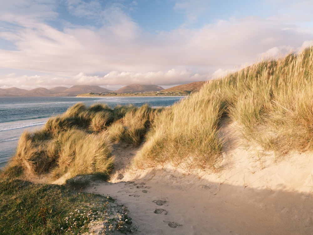 a sandy beach with grass growing out of the sand