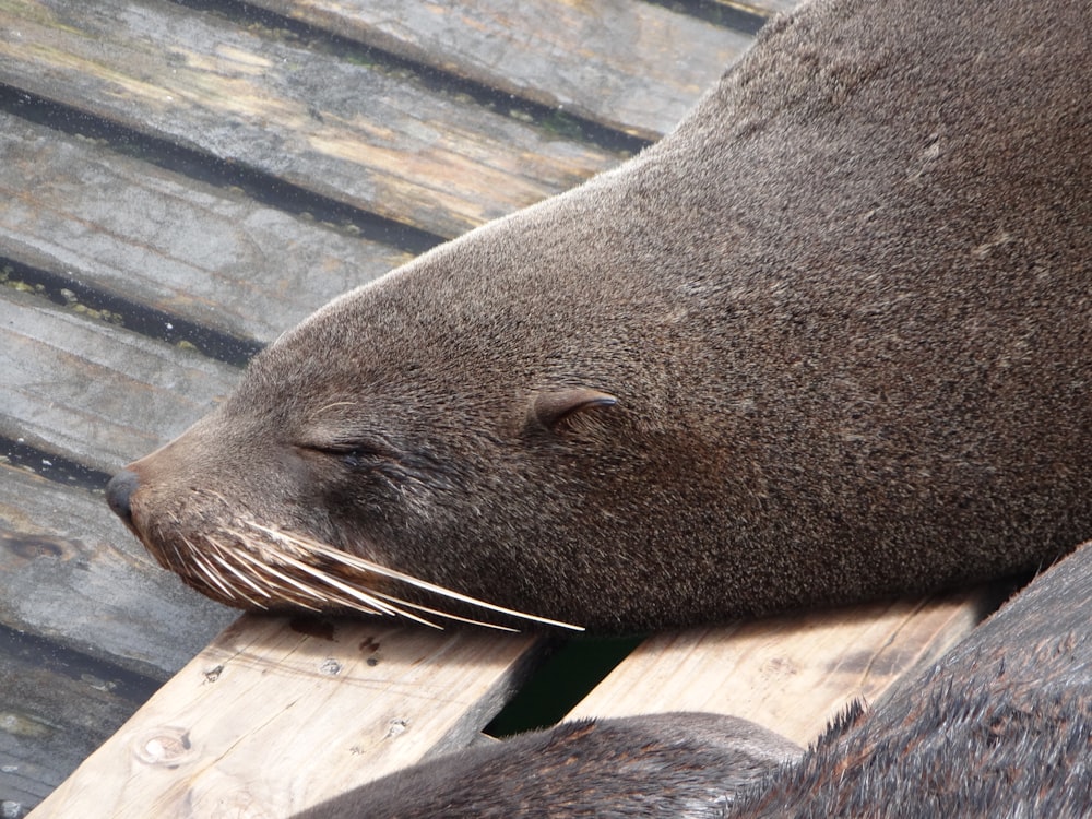 a close up of a seal on a wooden surface