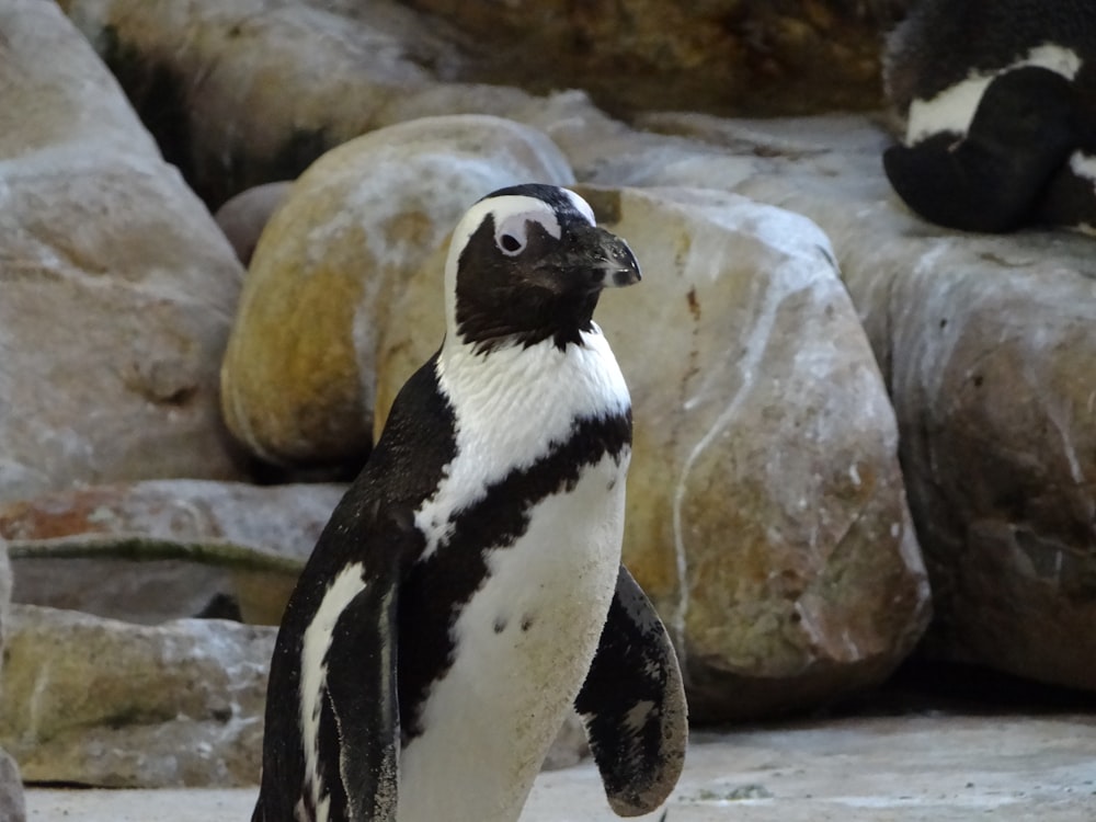 a penguin standing on top of a rock covered ground