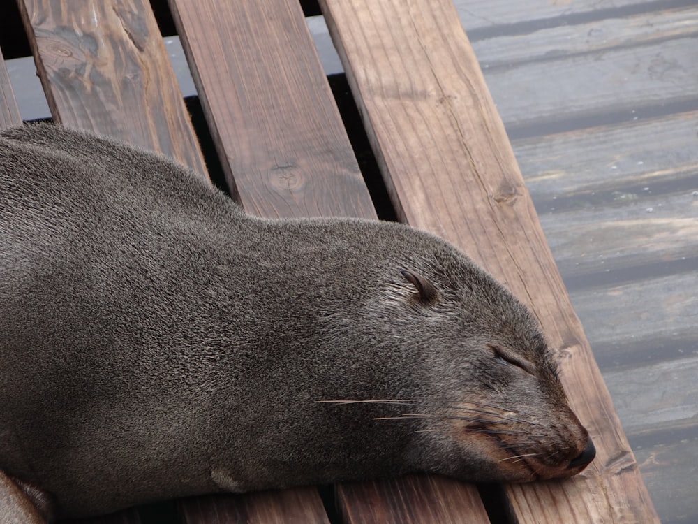 a sea lion sleeping on a wooden bench