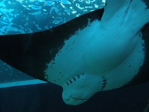 Close-up of a vibrant manta ray swimming gracefully in a large aquarium