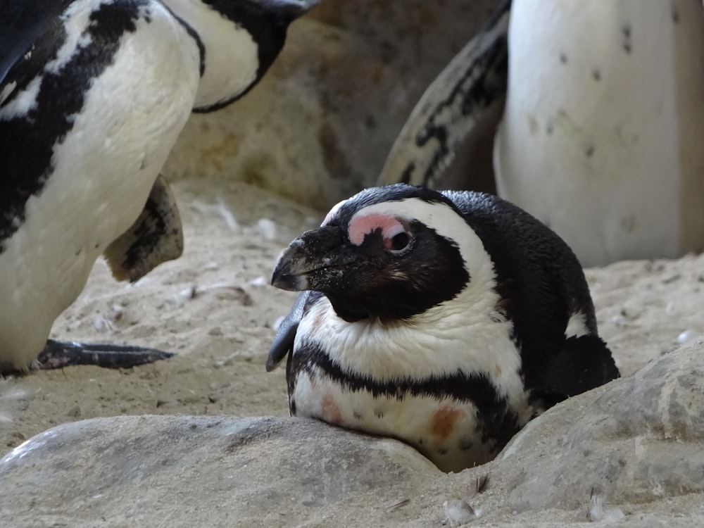 a penguin sitting on top of a pile of rocks