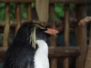 A close-up of a penguin with distinctive yellow crests on its head. It has a black body, white belly, and an orange beak. The background is composed of wooden structures and greenery.