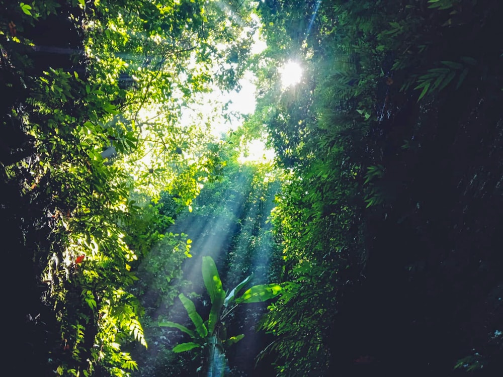 a lush green forest filled with lots of trees