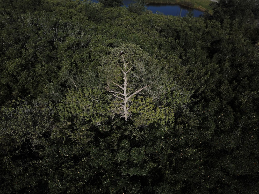 Un arbre solitaire au milieu d’une forêt