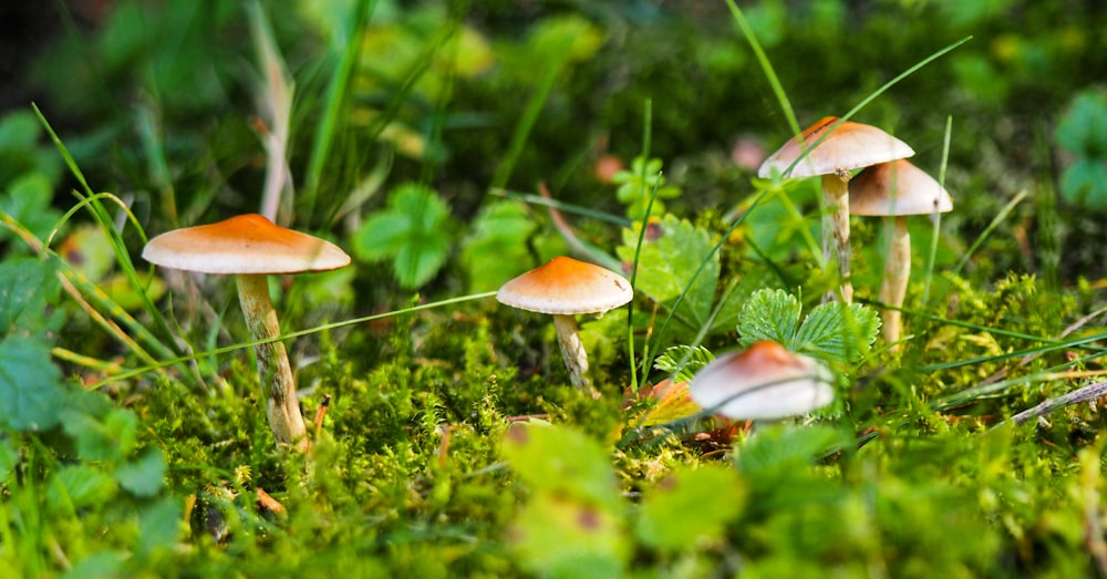 a group of mushrooms that are sitting in the grass