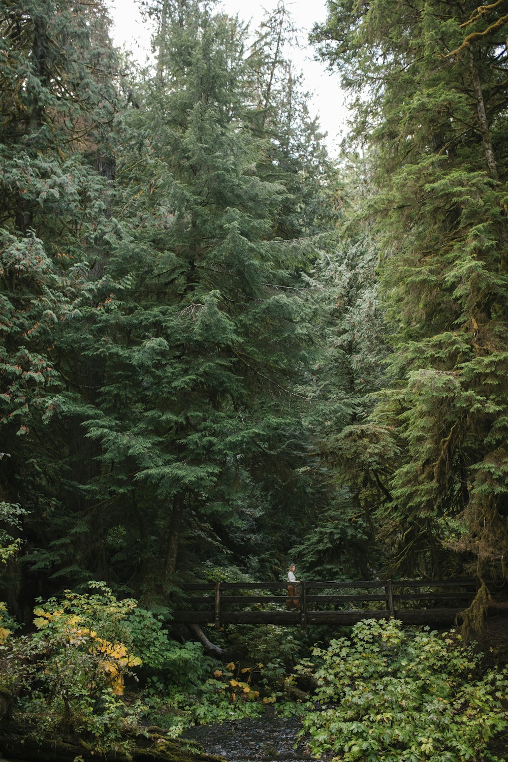 a person standing in the middle of a forest