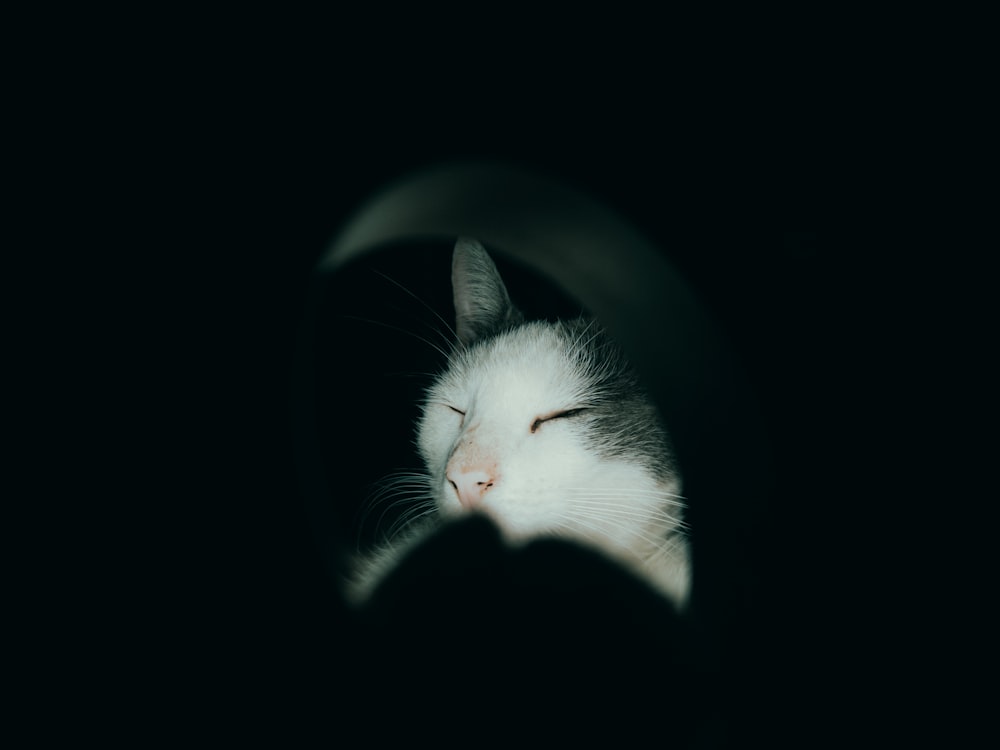 a white cat is sleeping in the dark