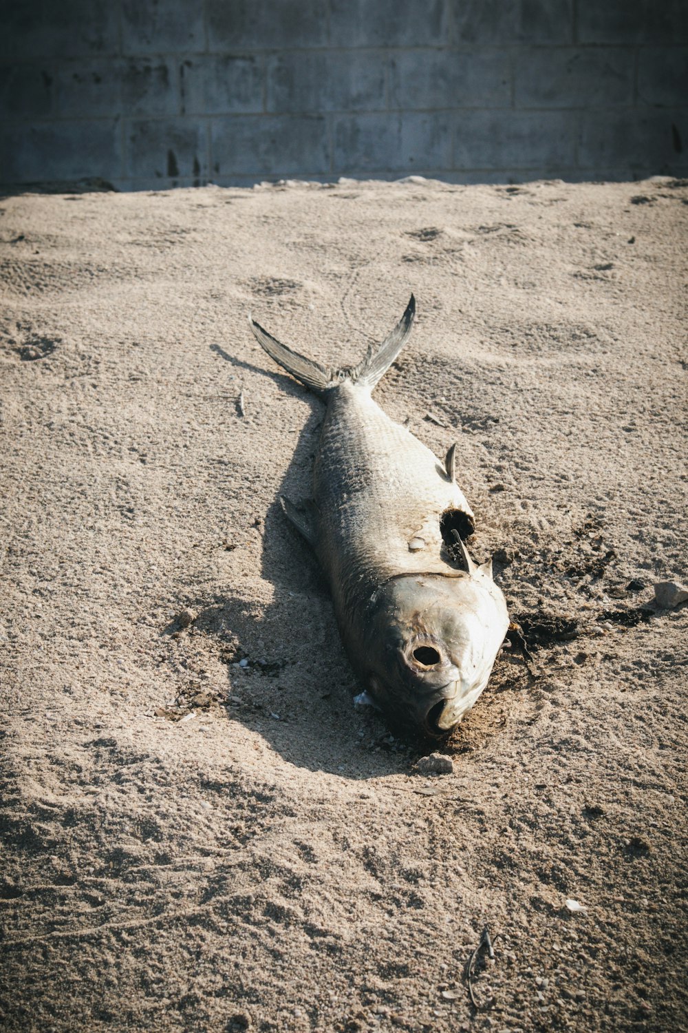 a dead fish laying in the sand on the beach