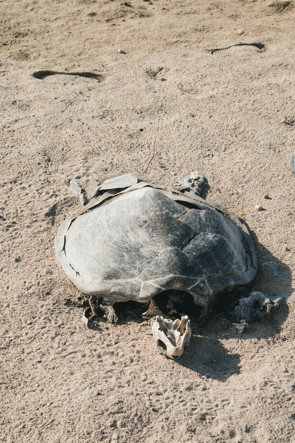 a large turtle laying on top of a sandy beach