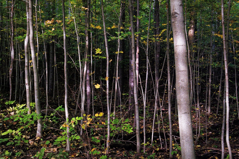 Un bosque lleno de muchos árboles altos