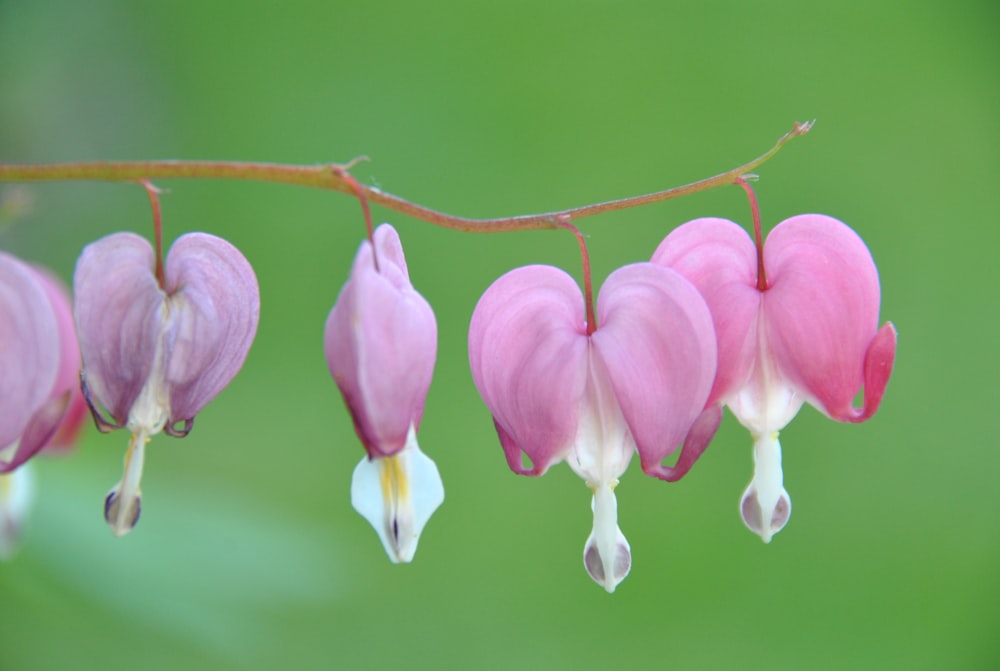 枝からぶら下がっているピンクの花の束