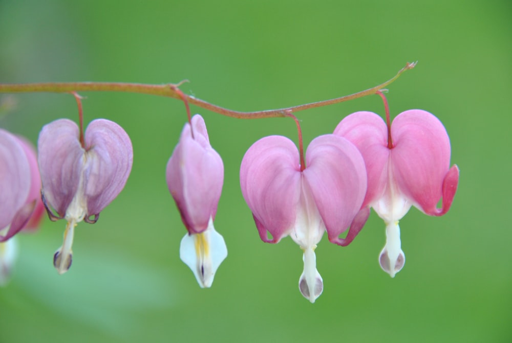 a bunch of pink flowers hanging from a branch