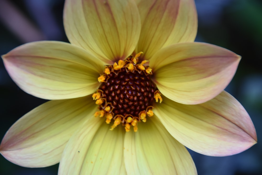 a close up of a yellow flower with a black background