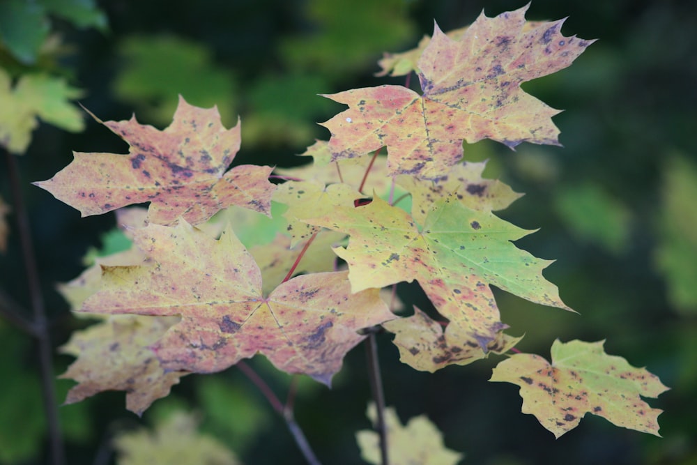 a close up of a leaf on a tree