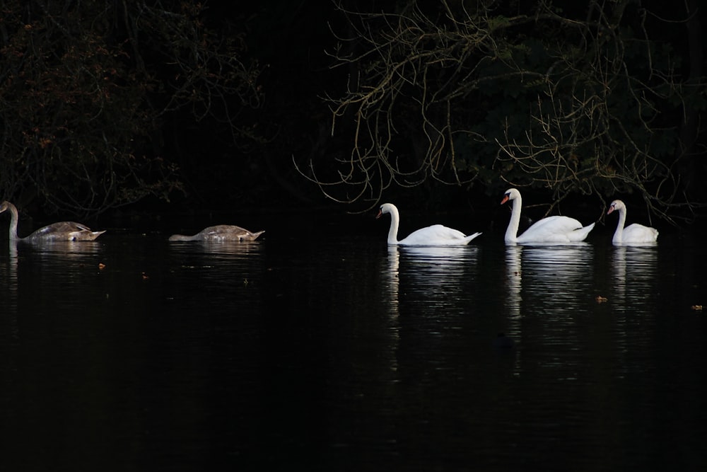 a group of swans swimming on top of a lake