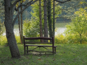 a wooden bench sitting next to a tree in a forest