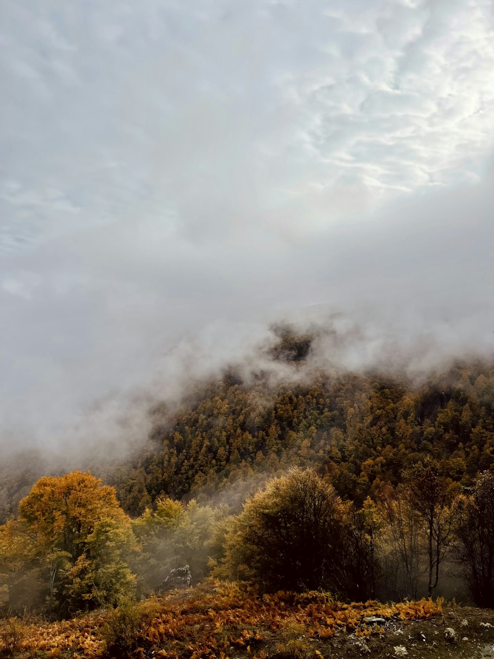 a mountain covered in fog and clouds with trees in the foreground