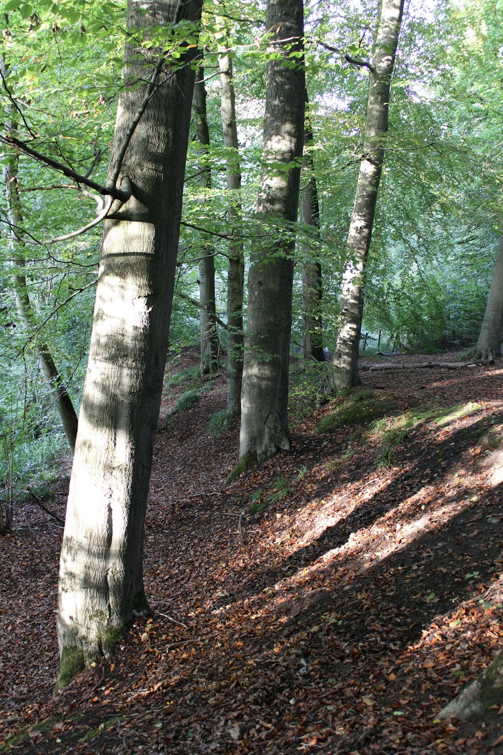 a wooded area with trees and leaves on the ground