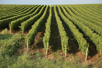 a large field of green plants in the middle of a field