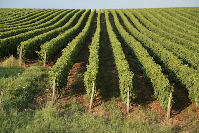 a large field of green plants in the middle of a field