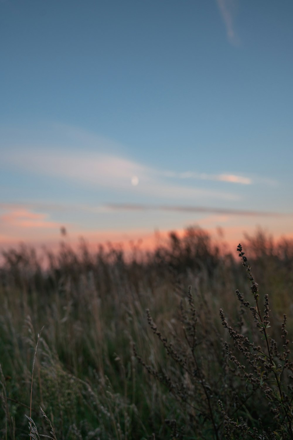 a field of grass with a sky in the background