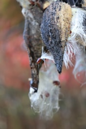 A close-up view of a dried plant pod releasing fluffy white fibers. The pod has a rough, dark and textured surface. In the background, there's a soft blur with hints of red and green tones, possibly indicating a natural outdoor setting.