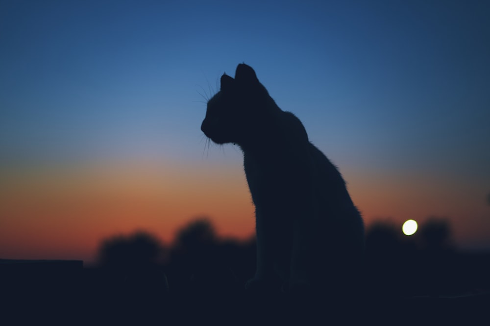 a black cat sitting on top of a roof