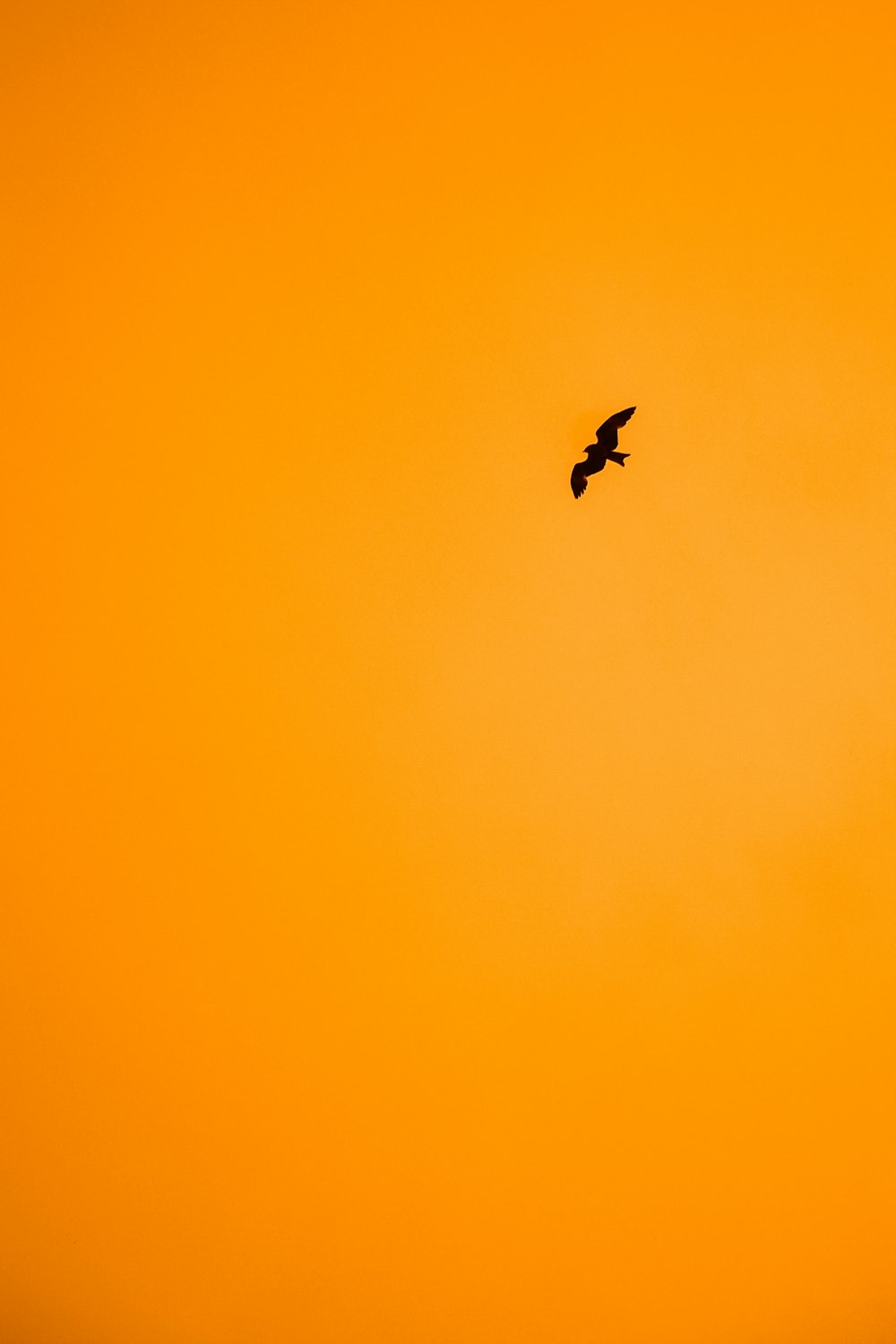 a bird flying in the sky at sunset