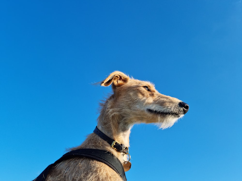 a dog looking up at a blue sky