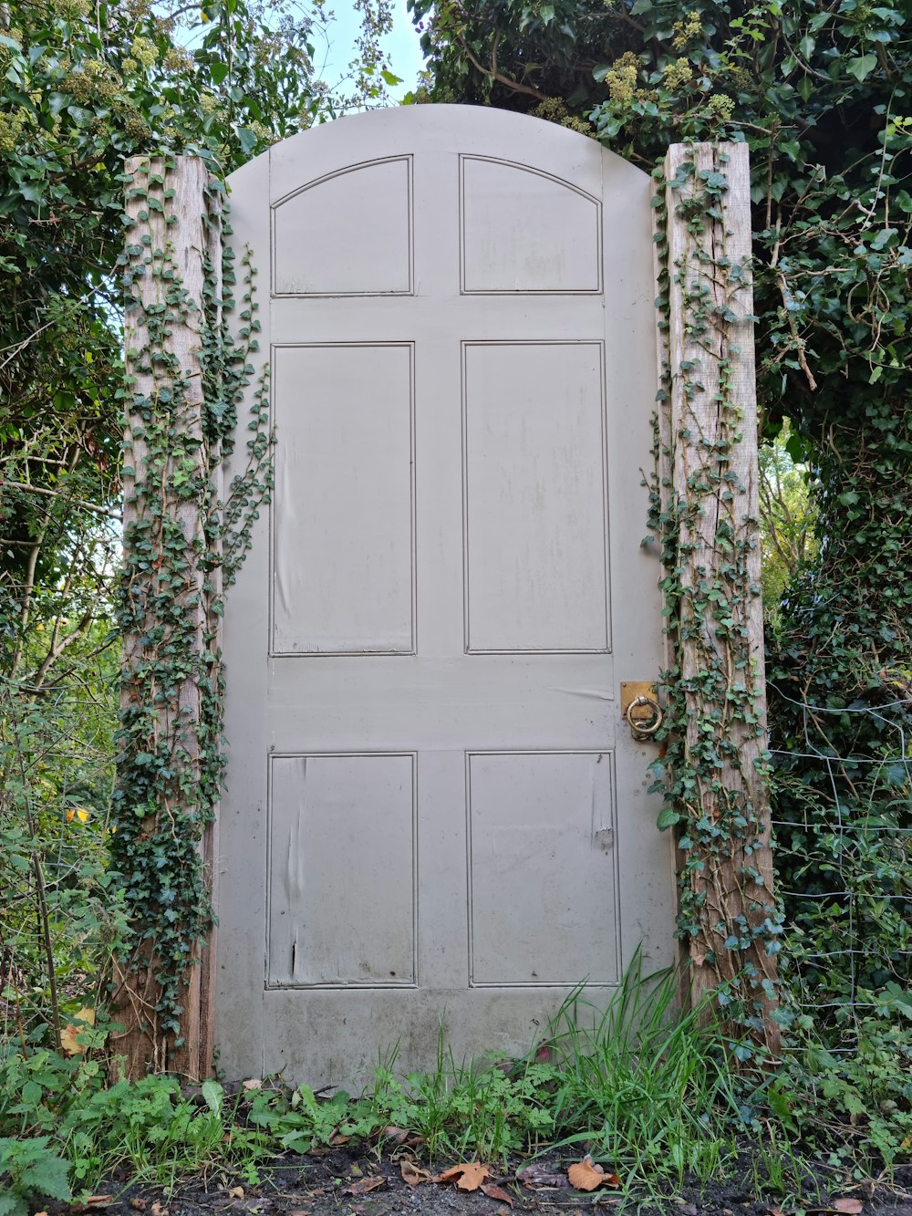 an old door with vines growing on it