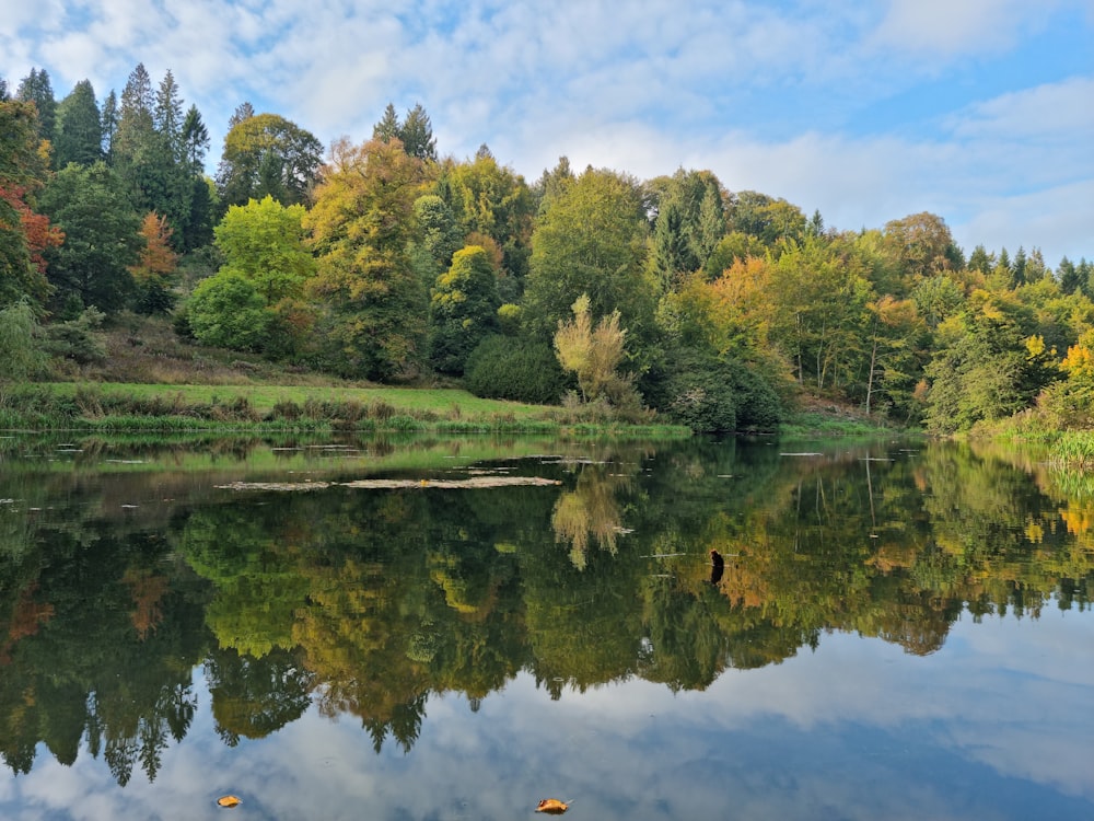 a large body of water surrounded by trees