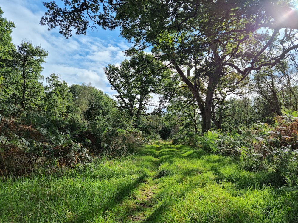 a path in the middle of a lush green forest